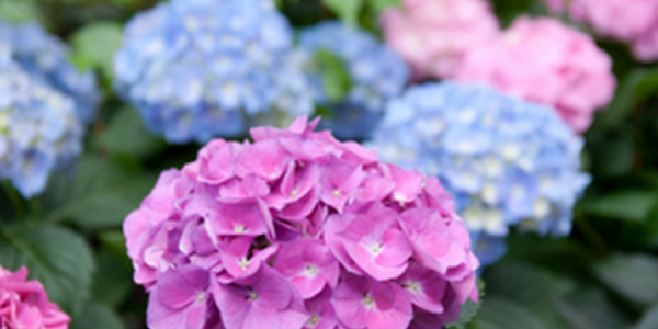 Multicolored hydrangeas in purple, pink and blue